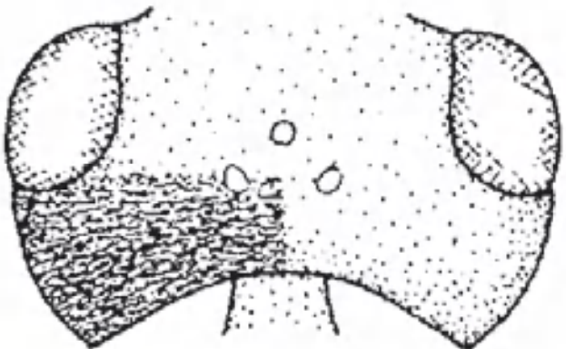 Head in dorsal view with indication of its sculpture