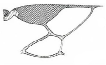 distal part of right fore wing: lectotype