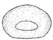 Posterior end of male carapace with aperture