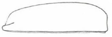 carapace in lateral view