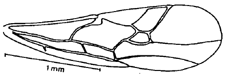 fore wing