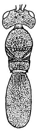♂ body in dorsal view (with sculpture)