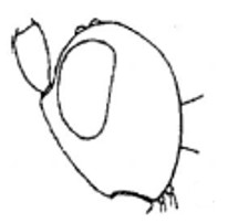 head, lateral view