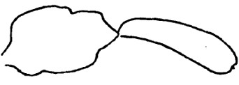 meso- and metasoma in lateral view