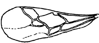 fore wing
