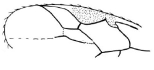 fore wing