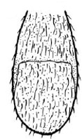 metasoma in dorsal view