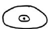 apical aperture