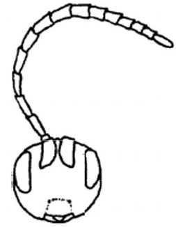 head with antenna, frontal view