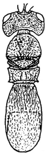 ♀ body, dorsal view