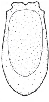 ♀ carapace in ventral view