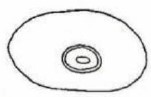 ♂ posterior end of metasoma