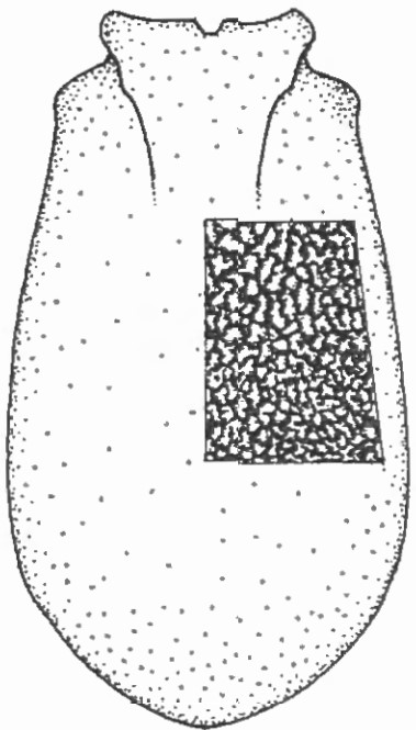 ♀ carapace, dorsal view, with indication of sculpture