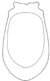 ♀ carapace, ventral view