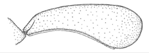♀ carapace, lateral view