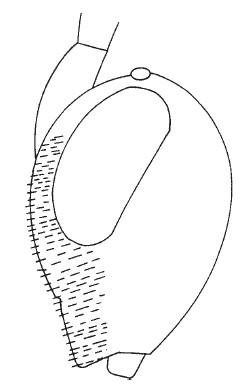 head, lateral vierw