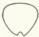 metasomal apex, posterior view