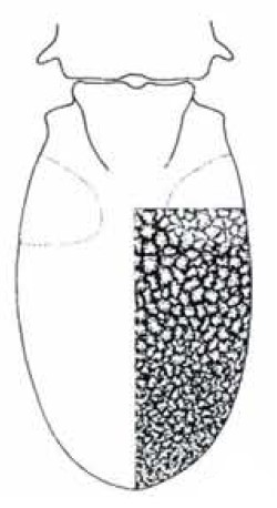 carapace in dorsal view with indicaton of its sculpture
