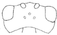 head in dorsal view