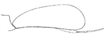 ♀ carapace in lateral view