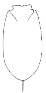 ♀ carapace in dorsal view