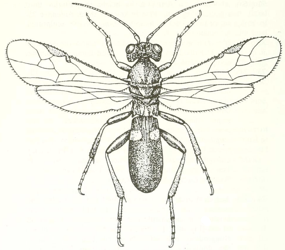 habitus