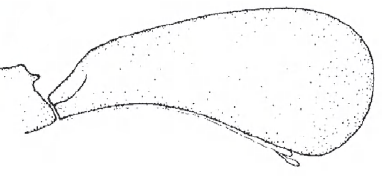 ♀ carapace in lateral view