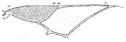 distal part of right fore wing