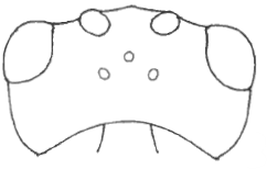 head in dorsal view