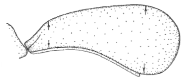 ♀ carapace in lateral view
