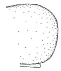 ♂ hind end of carapace in lateral view
