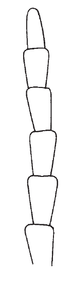 antenna