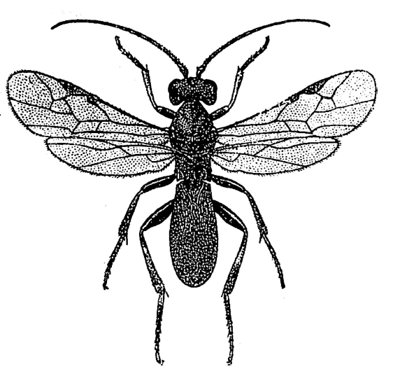 habitus ♀