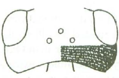 head in dorsal view