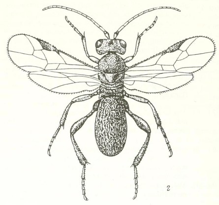 habitus
