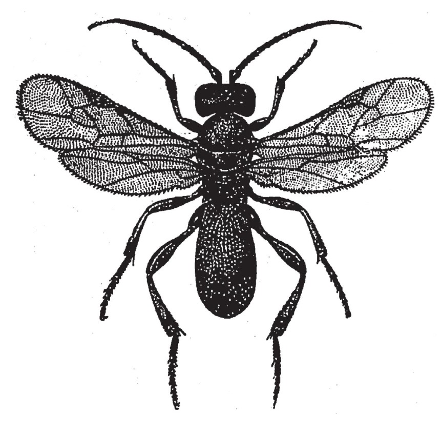 ♀ habitus