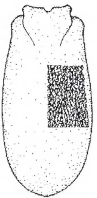 Female carapace in dorsal view with indication or its sculpture