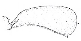 Female carapace in lateral view