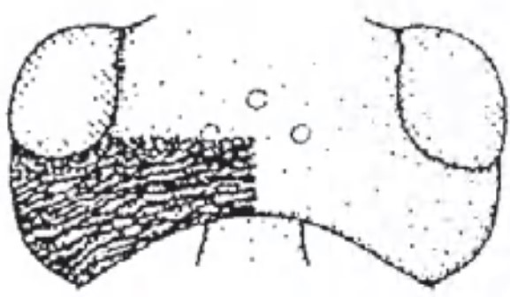 Head in dorsal view with indication of its sculpture.