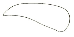 Carapace in lateral view
