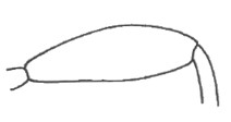 hind femur