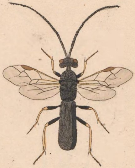habitus