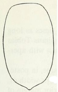 metasoma, dorsal view