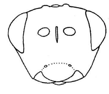 head in front