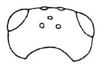 head dorsal view