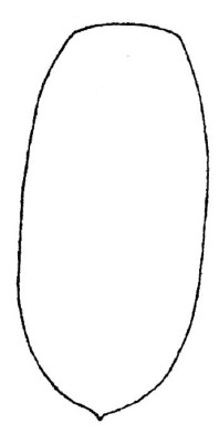 metasoma dorsal view
