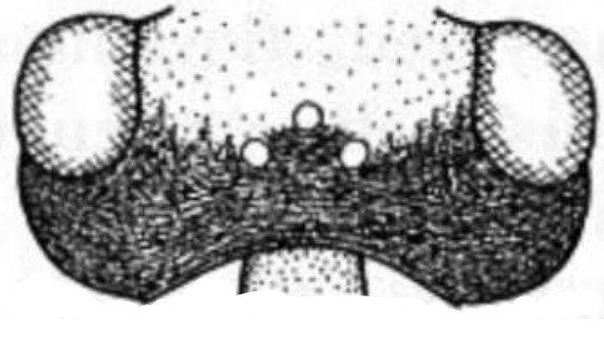 head dorsal view
