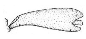 ♂ metasoma, lateral view