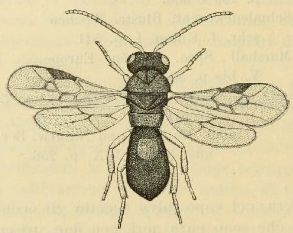 ♀ habitus
