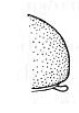 ♀ hind end of carapace, lateral view